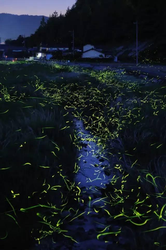虫虫助手下载