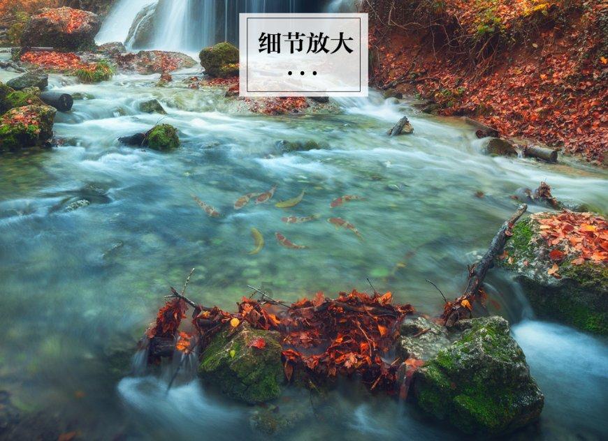 米乐米可森林大冒险